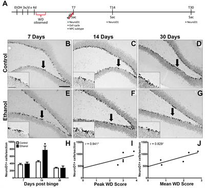 Type 2 Neural Progenitor Cell Activation Drives Reactive Neurogenesis after Binge-Like Alcohol Exposure in Adolescent Male Rats